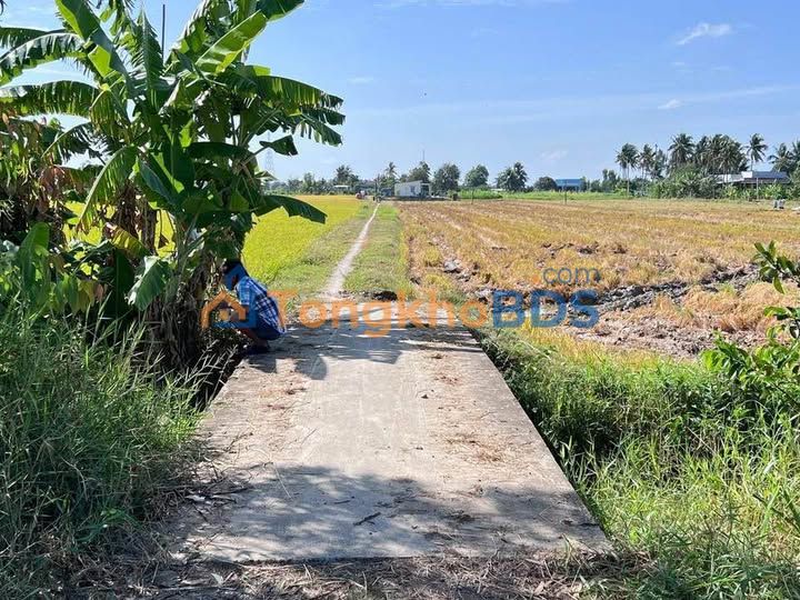 Bán Đất Lúa 2591.5m² Giá 550 Triệu Tại Long Bình, Gò Công Tây, Tiền Giang - Sổ Đỏ Sẵn Sàng