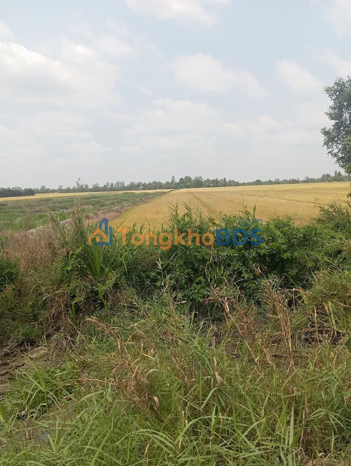 Bán Gấp 6.319m² Đất Lúa Vĩnh Long - Mặt Tiền Lộ Nhựa 39.69m