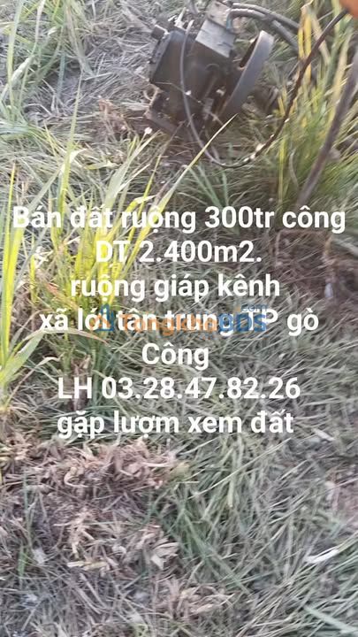 Bán Gấp Đất Ruộng 2400m² Giáp Kênh, Xã Tân Thành, Tiền Giang - Giá 300 Triệu
