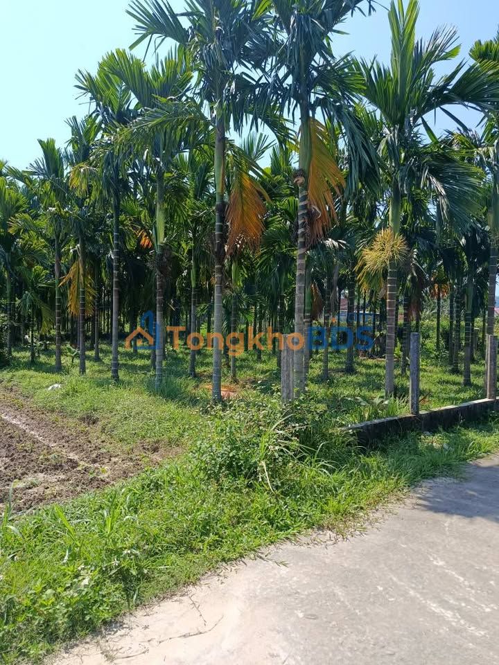 Đất Vườn 600m² Hành Minh, Nghĩa Hành - Vườn Cau Trĩu Quả, Đường Ô Tô