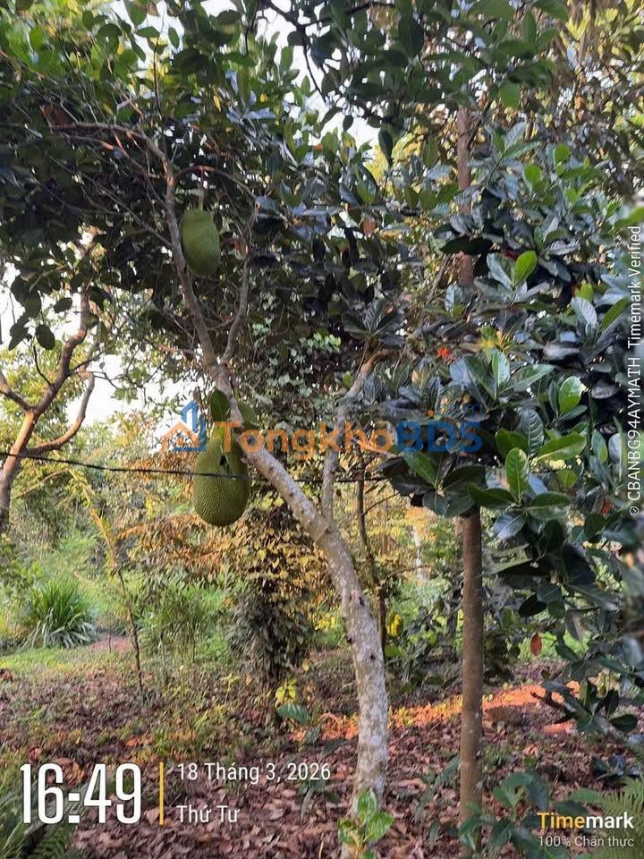 Bán Đất Vườn 9744m² Tại Định Quán - Sổ Hồng Sẵn Sàng