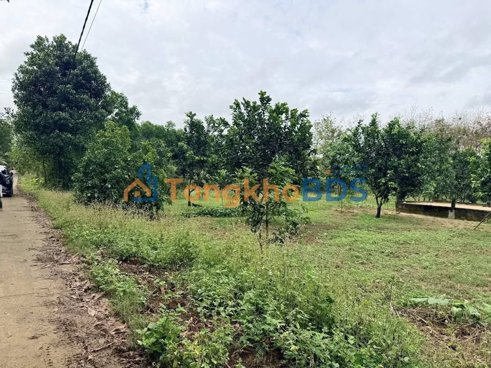 Đất trồng cây lâu năm Hương Trà, 1000m² - Sổ hồng sẵn, giá chỉ 199 triệu
