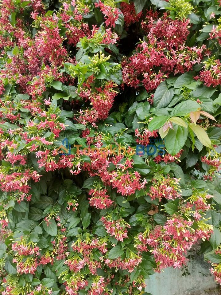 Đất nền 60m² gần Đại học Tây Nguyên - Sổ đỏ thổ cư, 1.5 tỷ