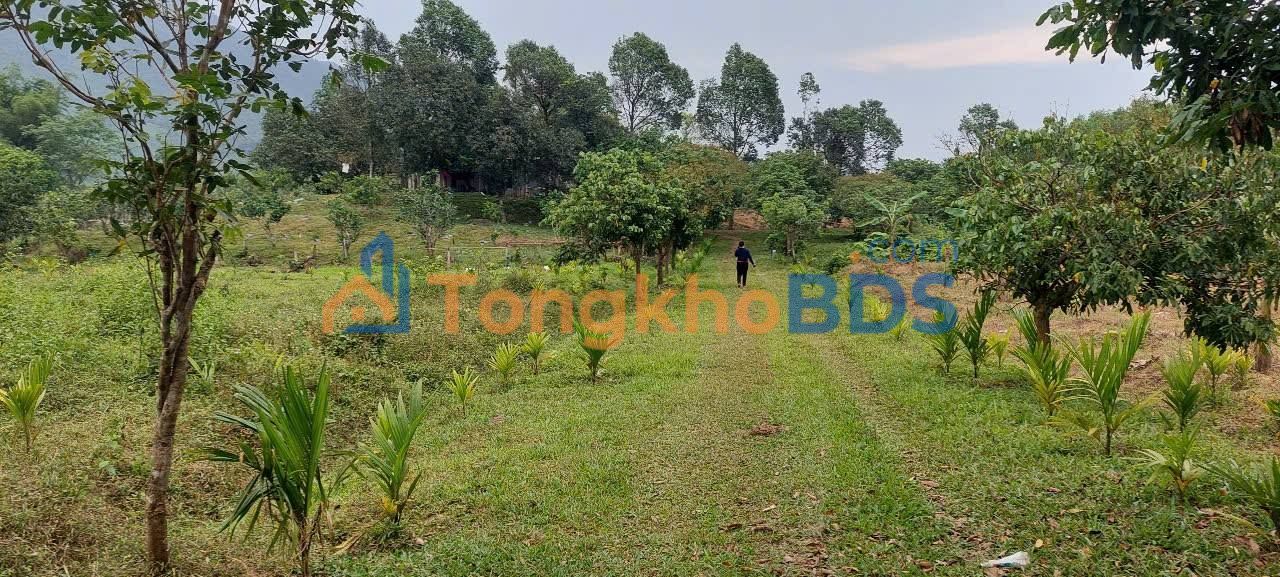 Bán Gấp Trang Trại Dược Liệu 42.000m² Hòa Vang, Đà Nẵng - Sẵn Sàng Đầu Tư