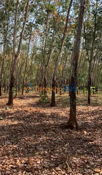 Bán Gấp Đất Vườn Cao Su 2.1ha Bù Đăng, Bình Phước - Sổ Hồng Sẵn Sàng