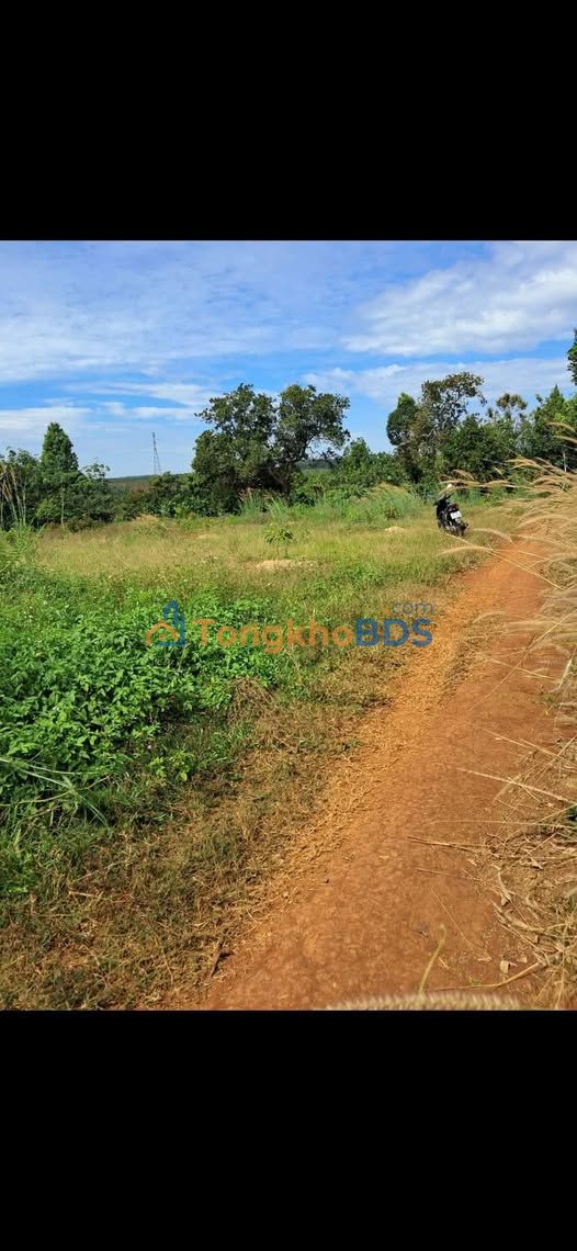 Bán Đất Vườn Bình Phước 5000m² - Sổ Hồng Sẵn Sàng