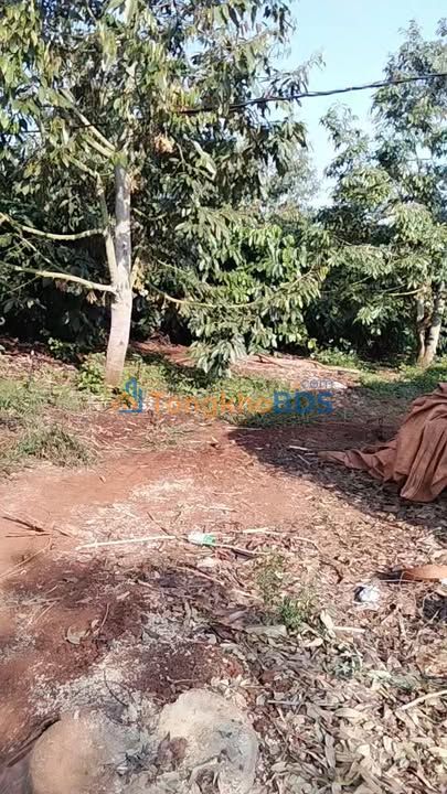 Farm Cà Phê 37.000m² Gia Lai - Nguồn Thu Ổn Định, Sẵn Sàng Khai Thác