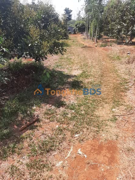 Đất nền Nghĩa Trung Bù Đăng 10.000m² 2,7 tỷ - Sổ đỏ chính chủ