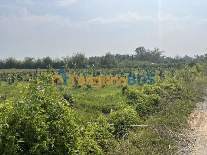 Bán Đất Vườn 6000m² Triệu Ái, Quảng Trị - Sổ Hồng Sẵn Sàng