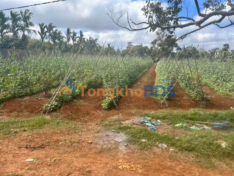 Đất Nền Bình Chánh 4000m² ODT - Mặt Tiền 45m Sát Đại Lộ Đông Tây