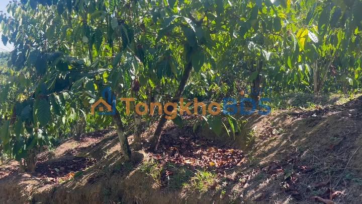 Farm Liêng Srônh Đam Rông 1,9ha 1,679 tỷ - Sổ đỏ chính chủ