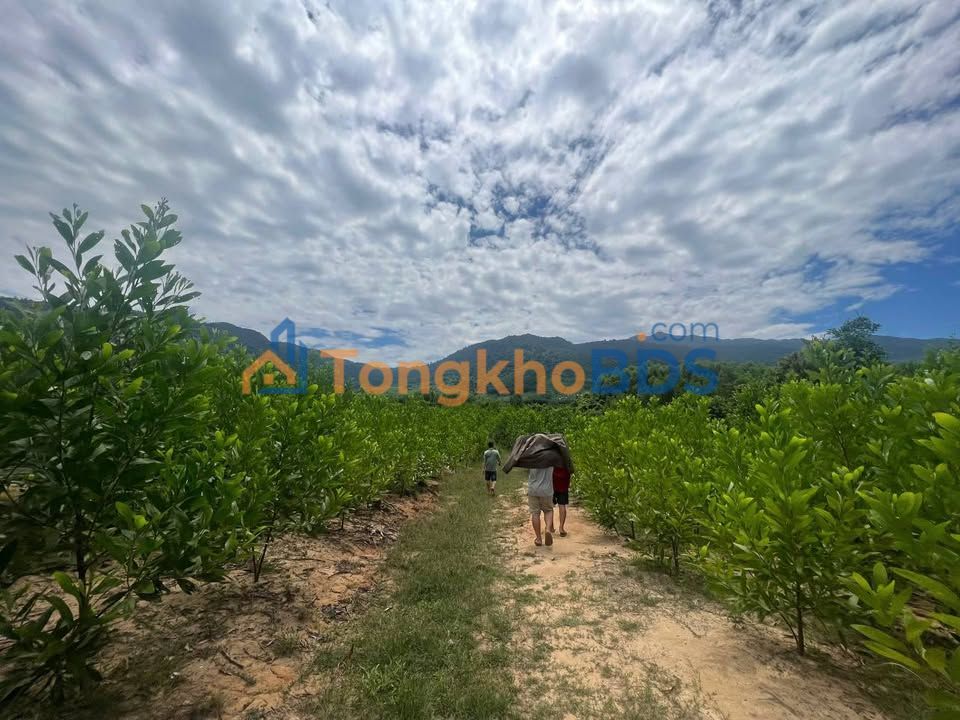 Farm Khánh Đông Khánh Vĩnh 12ha - Sổ đỏ chính chủ