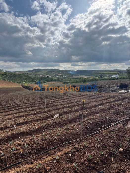 Bán Đất Vườn Lâm Đồng 26.000m² Sổ Hồng Chính Chủ Giá Tốt