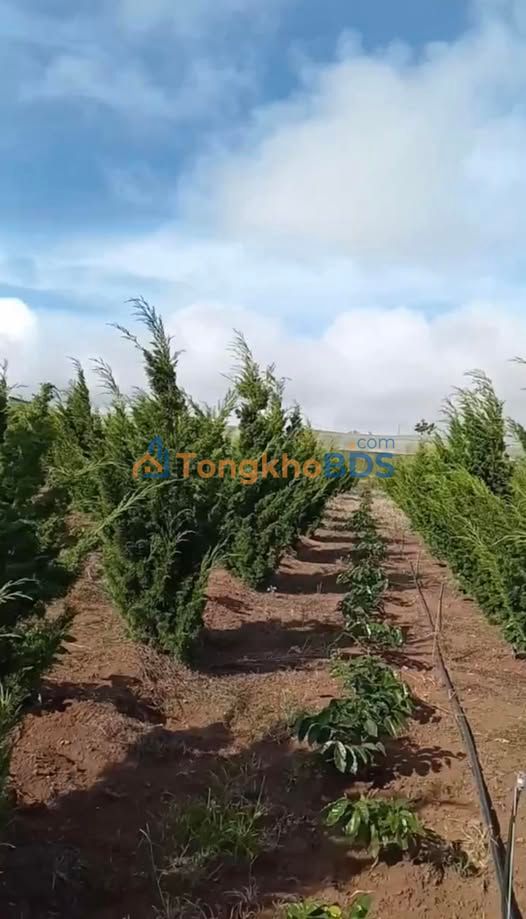 Đất nền Quảng Lập, Đơn Dương - 9300m² view đỉnh, giá 5.5 tỷ