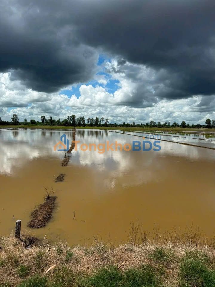 Bán Đất Ruộng 7163m² Vĩnh Hoà Phú, Châu Thành, Kiên Giang - Giá Đầu Tư 3.5 Tỷ