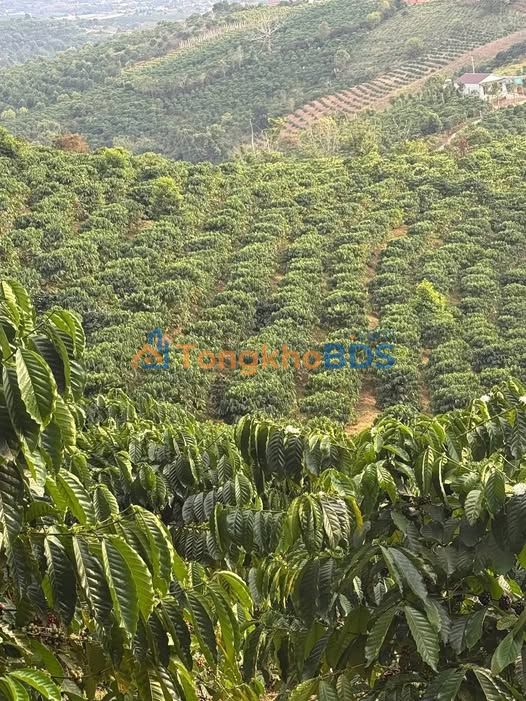 Bán Đất Vườn 2520m² Thôn 3 Gia Lâm, Đức Trọng - Tiềm Năng Sinh Lời Cao