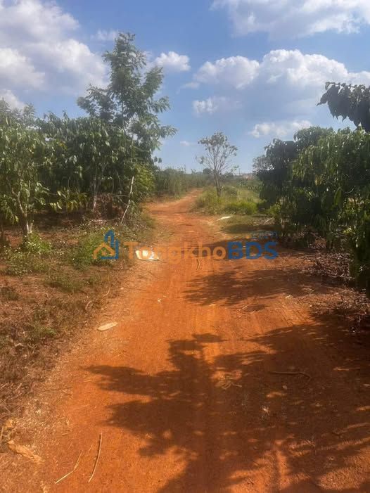 Bán Đất Vườn Tân Hội, Đức Trọng 7.8 Sào Sổ Hồng Chính Chủ - Giá Đầu Tư 4.4 Tỷ