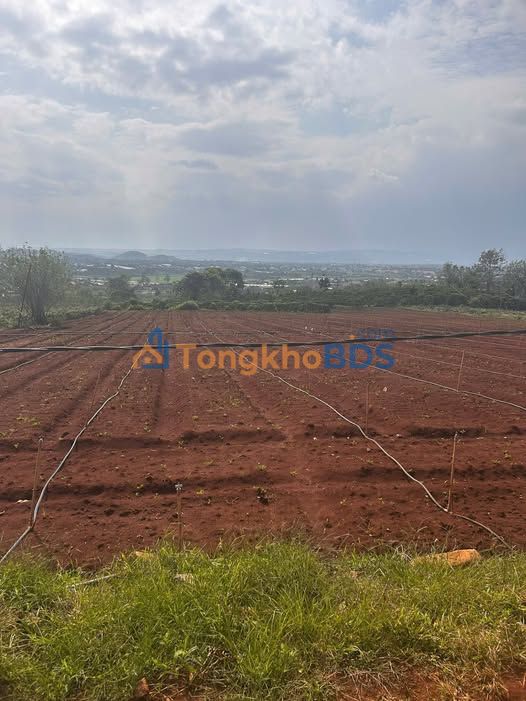 Bán Đất Nền 10.000m² Đức Trọng, Lâm Đồng - Giá 650 Triệu/Sào