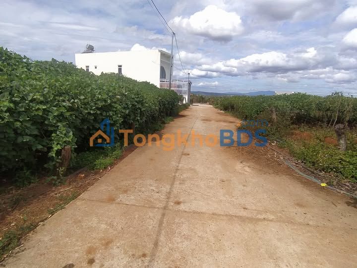 Bán Đất Thị Trấn Liên Nghĩa, Đức Trọng: 125m² Đường Ô Tô, Giá 1.4 Tỷ