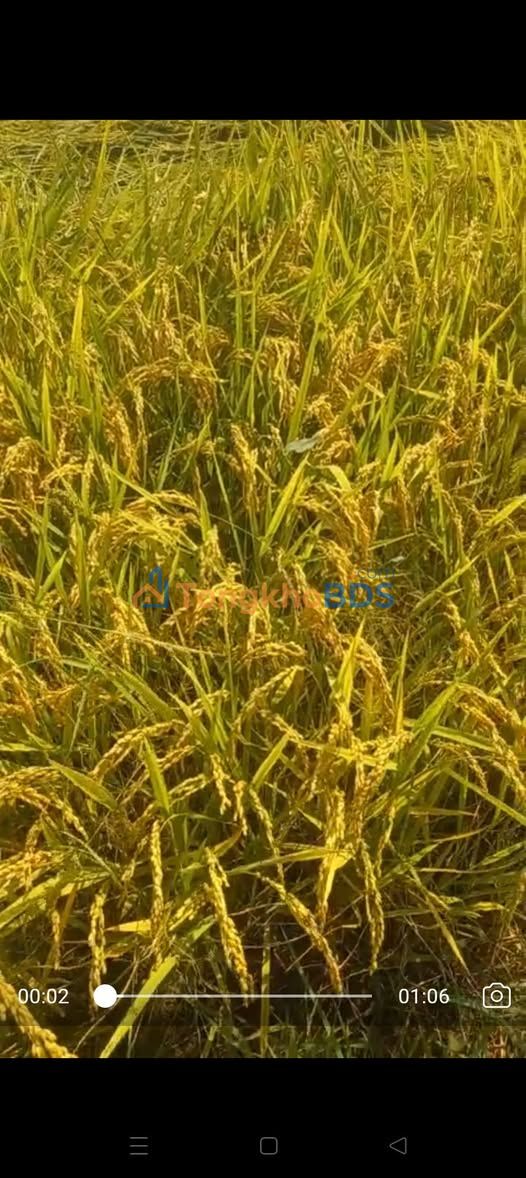 Bán 15.000m² Đất Lúa 2 Vụ Mặt Tiền Lộ Đan Giang Thành, Kiên Giang - 15 Tỷ