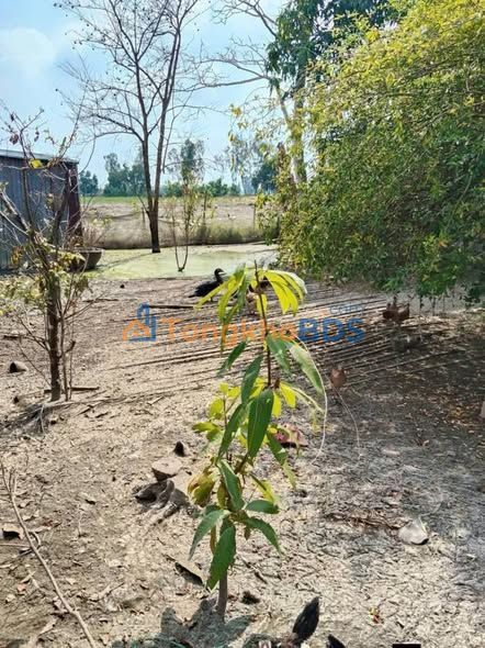 Bán Nền Đất Thổ Cư 88m² Ấp Thạnh Hòa, Kiên Giang - Giá 1xx Triệu