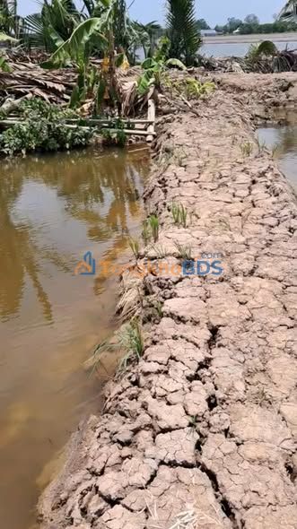 Bán Đất Vườn 4ha Xã Hưng Yên, An Biên, Kiên Giang - Giá Đầu Tư 8.8 Tỷ