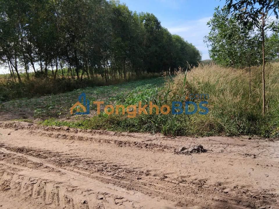 Đất cây 1230m² sổ sẵn - Hẻm 8 Bình Minh, TP Tây Ninh - 500 triệu