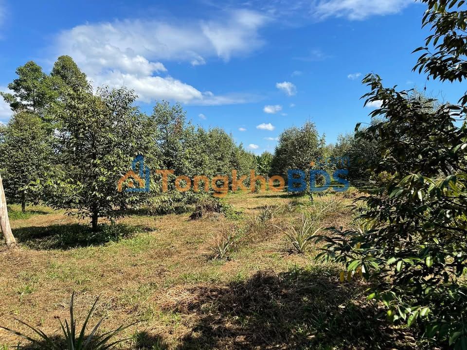 Bán Gấp Nhà Vườn 9400m² Mặt Tiền Nhựa Lớn Tân Thành, TP.HCM - Giá 11 Tỷ