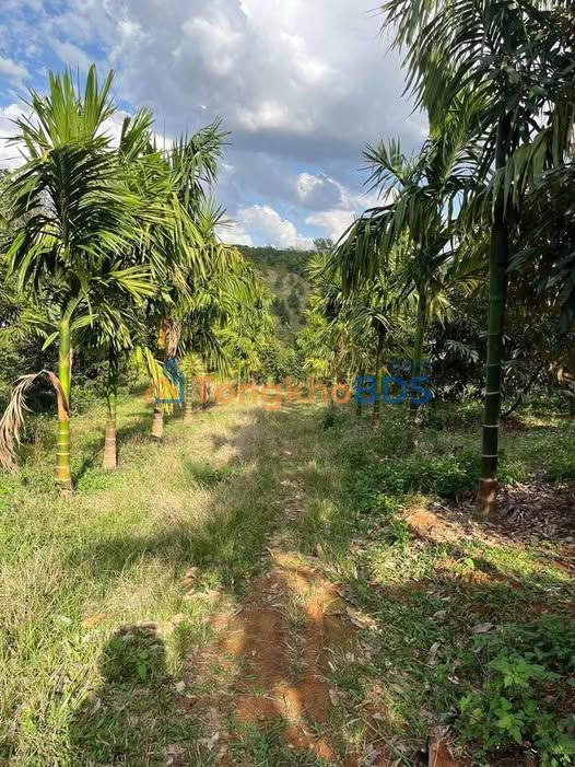 Bán gấp Farm 2.2ha Đắk Nông - Vườn cà phê, sầu riêng trĩu quả, có nhà ở