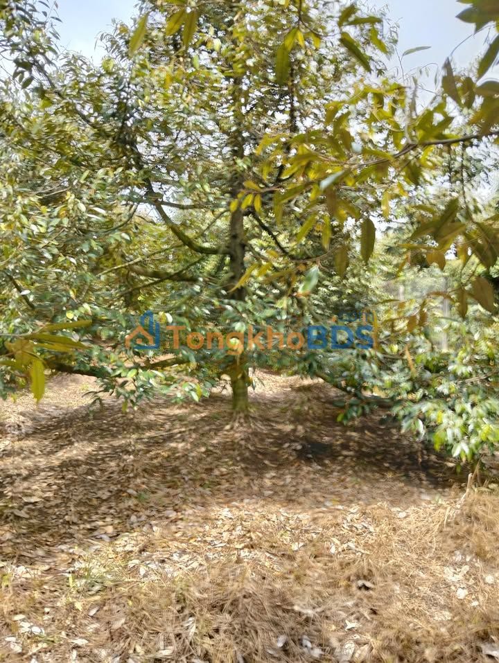 Bán Gấp Đất Vườn 920m² Hẻm 95 Nguyễn Văn Linh, Tây Ninh - Giá 1 Tỷ