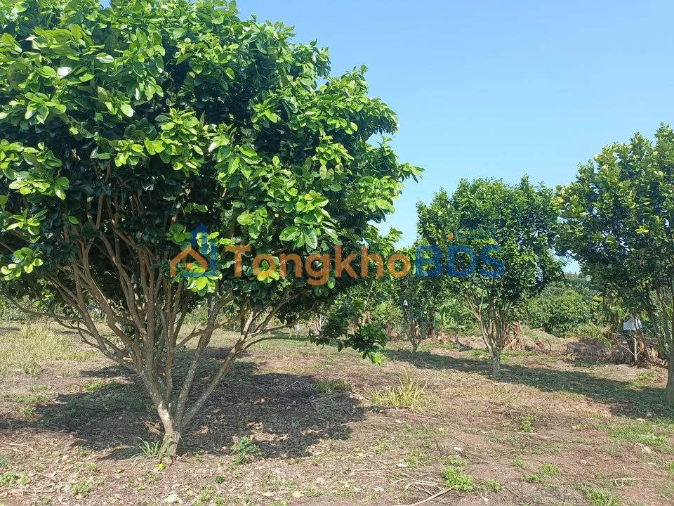 Đất Vườn 12.000m² Có Nhà Sẵn - Tân Lâm, Di Linh Giá Tốt