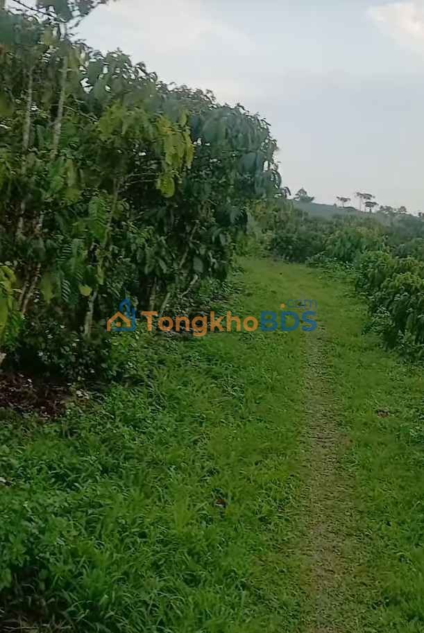 Bán Gấp 7500m² Đất Trồng Cà Phê Tơ Tại Phường 1, Bảo Lộc - Giá Tốt