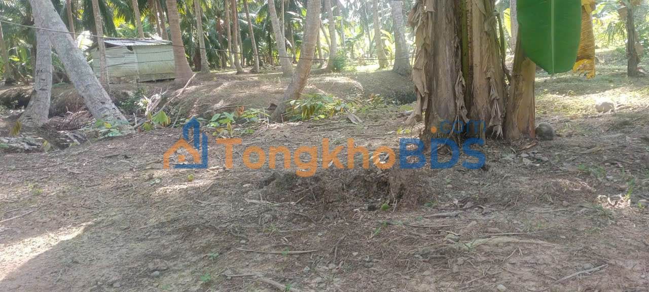 Đất vườn Tân Hùng Tiểu Cần 1010m² 399 triệu - An yên tĩnh lặng