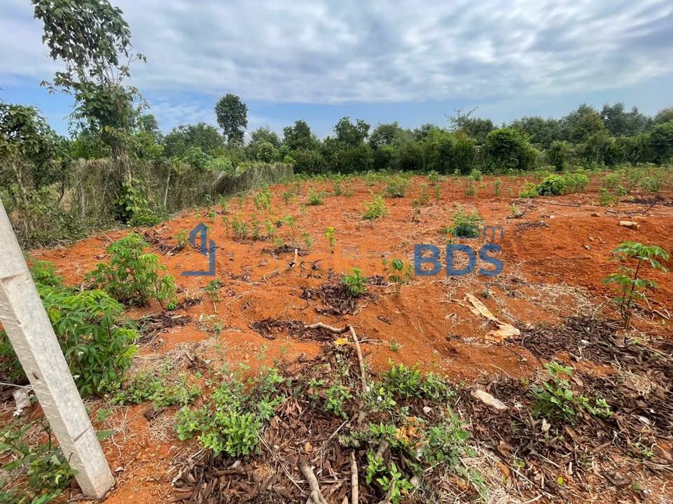 Đất Sào Đồng Nai 3600m² - Giá Rẻ 650 Triệu, Mặt Tiền Bê Tông 25m