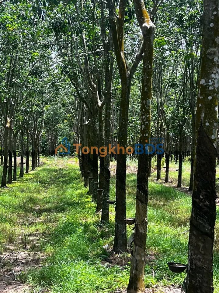 Bán 6.4ha Cao Su Thành Long, Châu Thành - Mặt Tiền 400m - 8.3 Tỷ