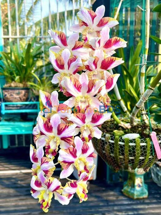 Bán Đất Lô Góc 2MT Phước Long A, TP. Thủ Đức - 103.5m² - 10.8 Tỷ