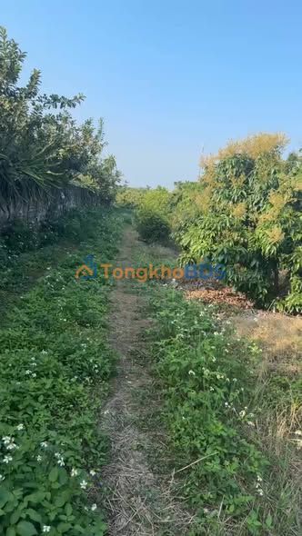 Đất nền Phượng Sơn 1860m² 1 tỷ - Sổ đỏ chính chủ