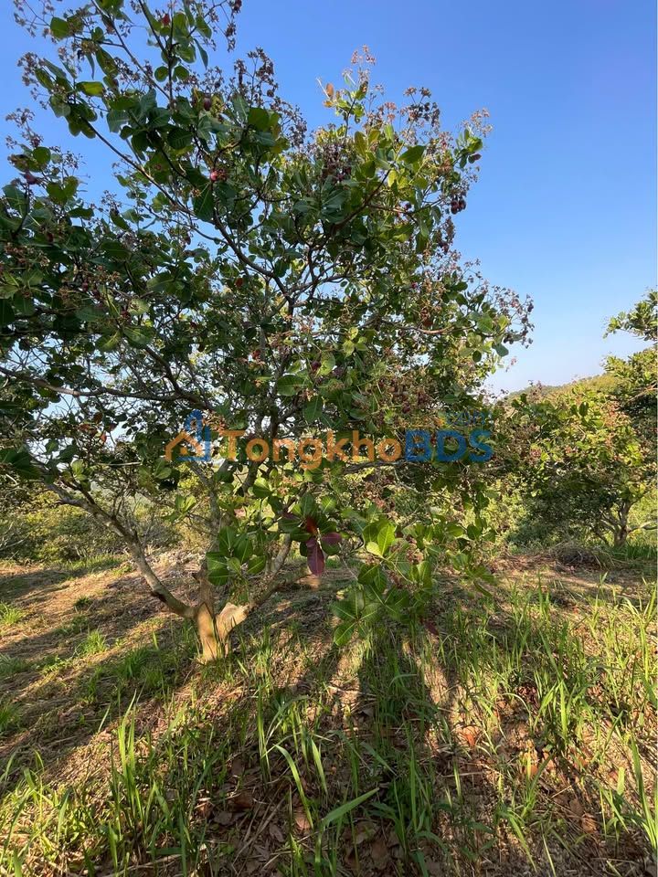 Bán Gấp Đất Vườn 4000m² Đắk Lắk - Giá Đầu Tư Chỉ 400 Triệu