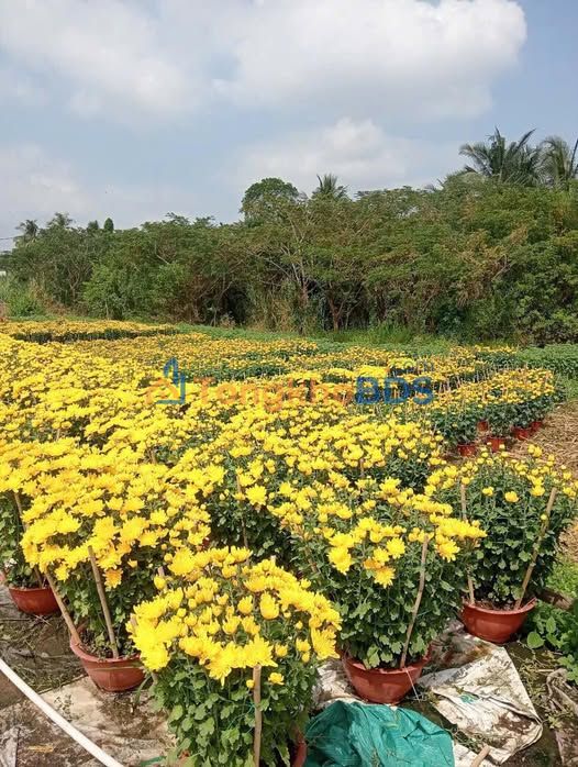 Bán Nền Hẻm Tổ 7, Bình Thủy 90m² Giá 630 Triệu - Gần Chợ, Thuận Tiện