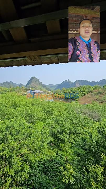 Farm Mộc Châu 3200m² - Vườn Mận Cổ Thụ - Giá 5 Tỷ