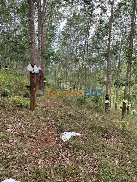 Rẫy cao su Diên Bình Đắk Tô 1,5ha thỏa thuận - Sổ đỏ chính chủ