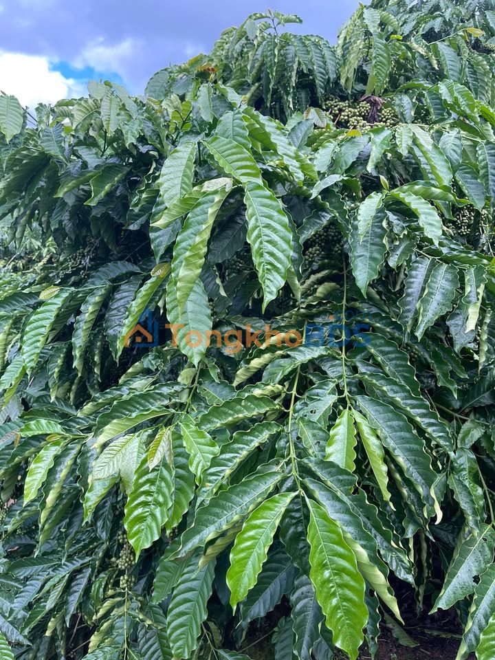 Bán 12000m² Đất Trồng Cà Phê Kinh Doanh, Sổ Đỏ Rõ Ràng, Kon Tum