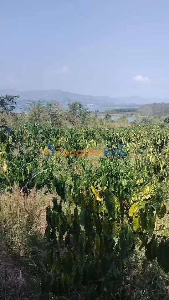 Bán Đất Nông Nghiệp Đắk Hà, Kon Tum 3240m² - Gần Hồ Thủy Điện Hà Mòn