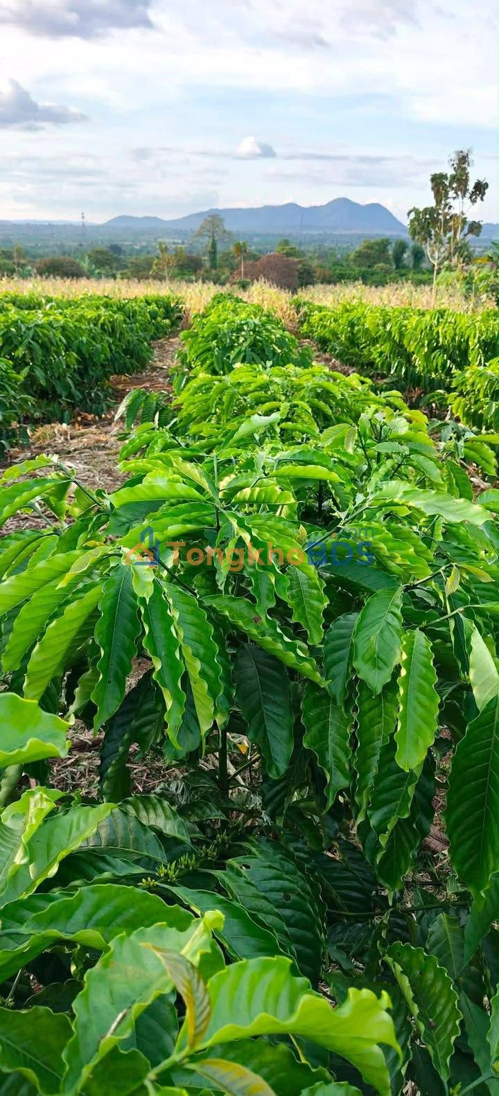 Bán Đất Xã Ea Mróh, Đắk Lắk - 8000m² Giá 1.85 Tỷ, Sẵn Sàng Đầu Tư