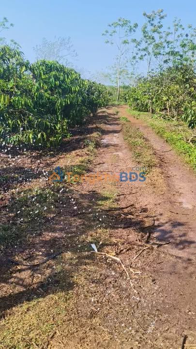 Bán Gấp 3000m² Đất Rẫy Cà Phê Đắk Lắk - Giá 1.2 Tỷ