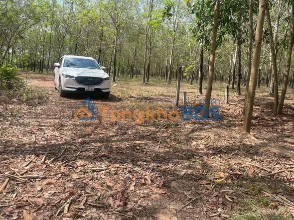 Bán Đất Vườn Minh Hòa Dầu Tiếng 2700m² - View Hồ Dầu Tiếng