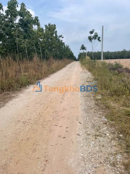 Bán Gấp Đất Vườn 3.6ha Xã Minh Thạnh, Dầu Tiếng - Chỉ 3 Tỷ