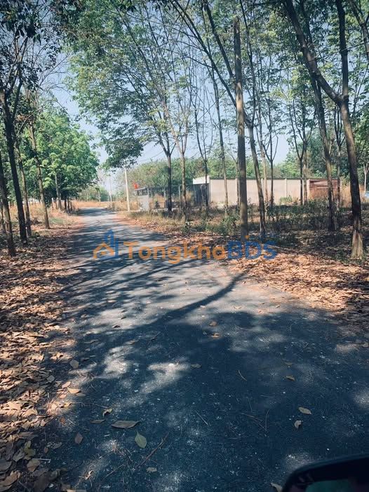 Đất Nền Dầu Tiếng Bình Dương 4900m² - Sổ Hồng Riêng, Giá Thỏa Thuận