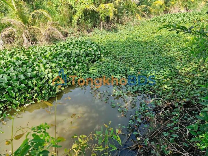 Bán Gấp 10000m² Đất Vườn Tiềm Năng Mỹ Hiệp, Cao Lãnh - Giá 2.9 Tỷ