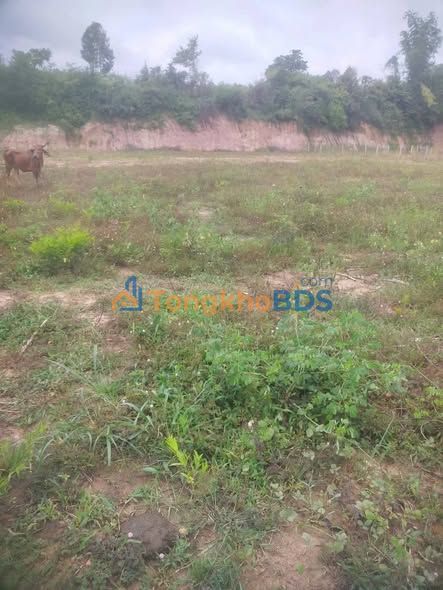 Đất Vàng Đắk Tô Kon Tum - 750m² Thổ Cư, Sổ Hồng Riêng, Giá 6x Tỷ